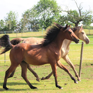 groen equestrian performance stud shaquira akhdhar
