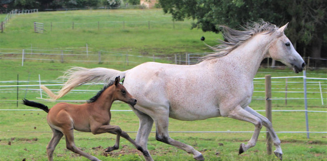 groen equestrian performance stud voltage akhdhar