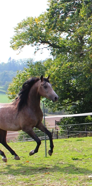 groen equestrian performance stud voltage akhdhar