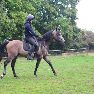 groen equestrian performance stud voltage akhdhar