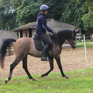 groen equestrian performance stud voltage akhdhar