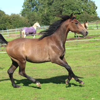 groen equestrian performance stud voltage akhdhar