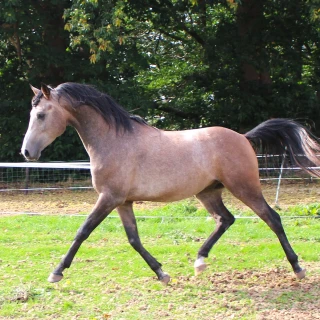 groen equestrian performance stud voltage akhdhar