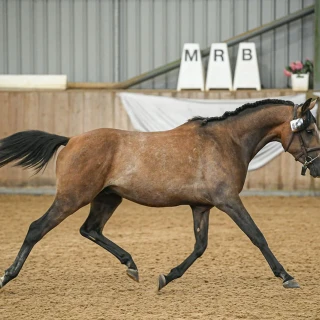 groen equestrian performance stud voltage akhdhar