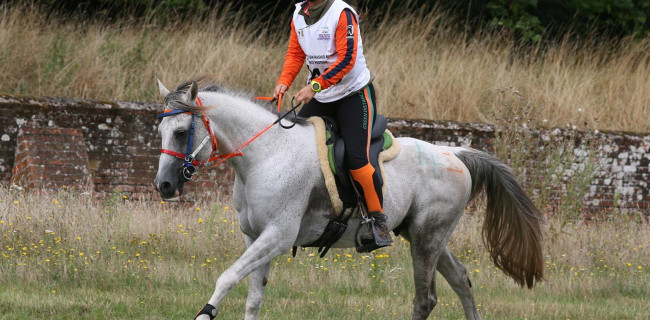 groen equestrian performance stud watt du colombier