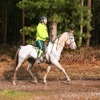 groen equestrian performance stud watt du colombier